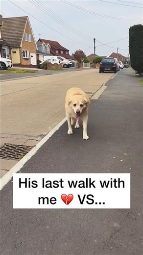 I miss our walks 🥹 #pets #pet #petloss #dogloss #dogs #petlossgrief #seniordogsrock #petkeepsake