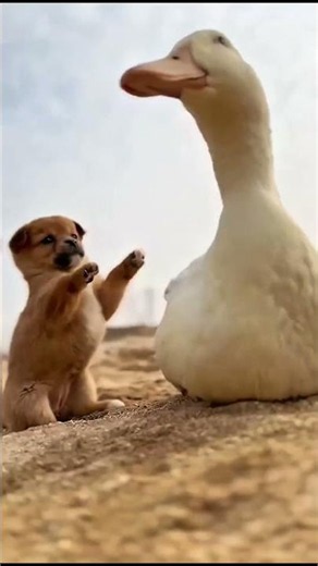 The Puppy Who Found a Mom in a Duck 🐶❤️‍🩹🦆 #shorts
