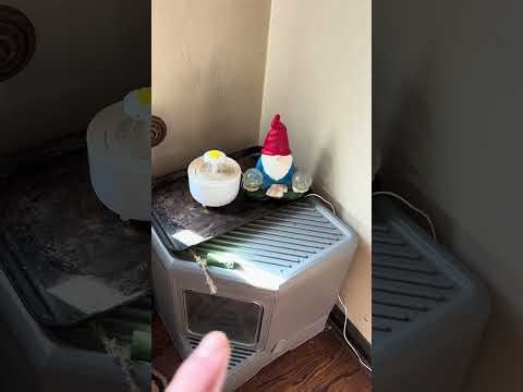 The Ideal Cage Setup for a Green Cheek Conure Parrot 