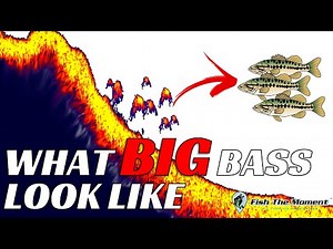 Identifying BIG Bass on Fish Finders MUST WATCH!