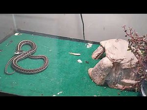 2 headed chicago garter snake 🐍 eats fish 🐟