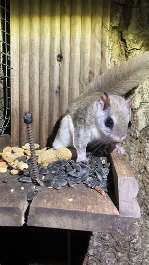 Flying Squirrels Feeding at the Squirrel Feeder in the Woods