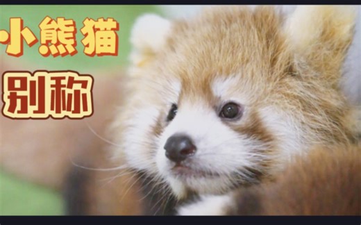 小熊猫的别称有哪些?【中文科普向】