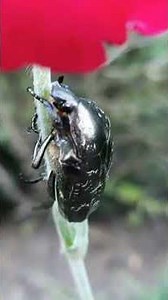 Amazing world of insects