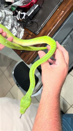 New Sorong green tree python!! #snake #reptiles #greentree