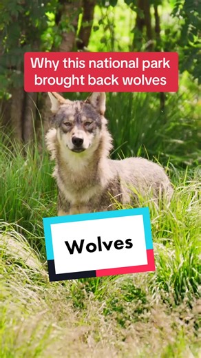 The Return of Wolves to Yellowstone National Park