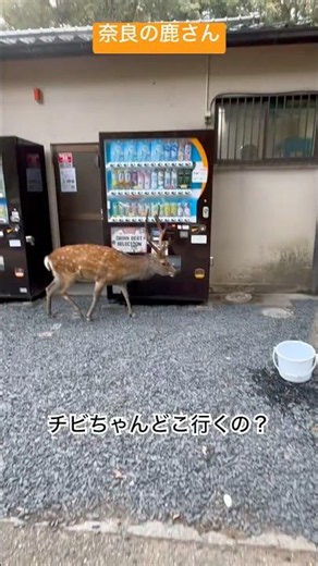 #鹿さんチューブ #お鹿つ #推鹿つ #チビちゃん #おせんべいどうぞ #奈良の鹿 #奈良公園 # #naradeerpark #wildanimals #japan