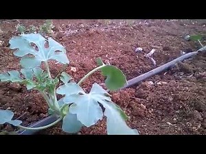 watermelon cultivation, starting to ending step by step process of cultivating watermelon farming