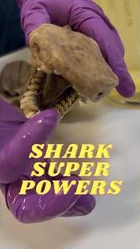 Sharks have superpowers, too #SharkWeek