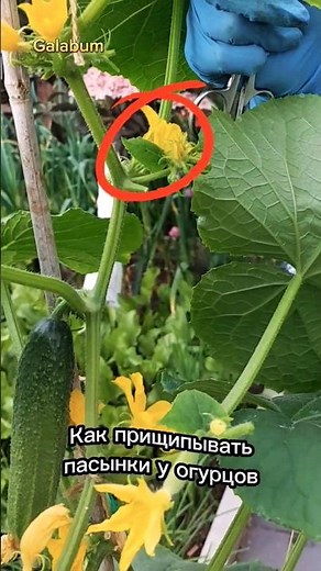 Как прищипывать пасынки у огурцов. @galabum