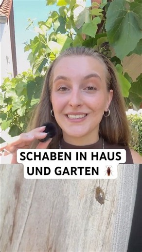 Schaben in Haus und Garten – hier verstecken sie sich am liebsten! Schaben bekämpfen mit Silberkraft
