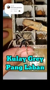 Kulay Grey na Gagamba mga par Solid OS size #Jitbuy #Spiderhunt #gagamba #tigrehan #samon | Jitbuy TV