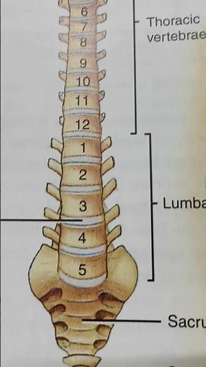 #Vertebral column #Spina card of the human body