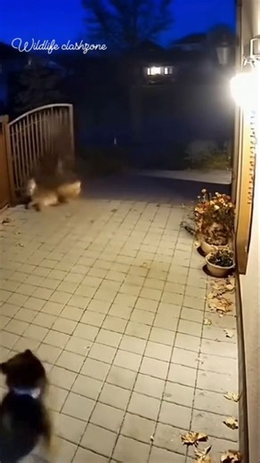 Cat vs Puma: An Epic Backyard Showdown! Have you ever seen an ordinary house cat bravely chase a real puma out of the yard? In this video, you'll witness the incredible courage and determination of our cat, who fearlessly takes on a wild guest! A true standoff between small, fluffy bravery and big, wild power-watch to see how it all ends! Be sure to like if your cat also surprises you with their courage, and share in the comments if your pets have ever had a similar adventure. B 11K ... 359 #cat