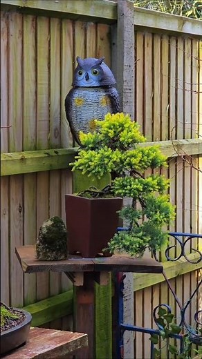 Juniper Procumbens nana for Bonsai #Bonsai #bonsaitree #garden #japan