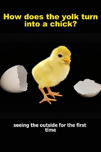 The Fascinating Development of a Chick from Yolk
