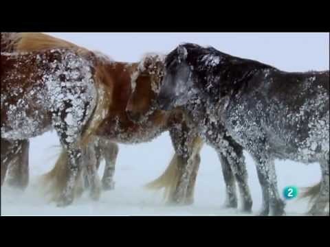 Caballo Salvaje Islandés - En el límite
