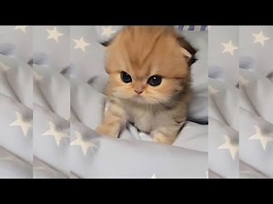The Cutest Cats Ever Caught on Camera! 🐱 Must-Watch Cat Moments