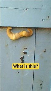 HOW DO SNAILS REPRODUCE?