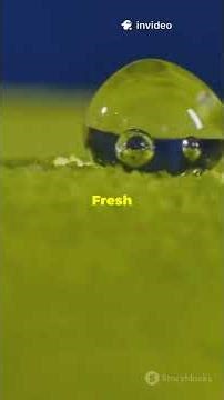 Underwater Greenhouses: Farming Beneath the Ocean