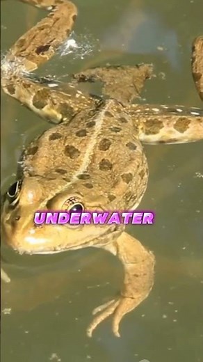 Underwater Ninjas: Amazing Facts About Aquatic Frogs! 🐸💦