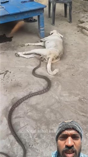 what for end😭😭 Dog😥 snake #animals #dogs