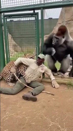Wild Zoo Chaos: Silverback Gorilla Saves Guardian from Leopard Attack – Real Wildlife Footage"
