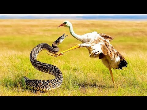 The Secretary Bird 🦅 | Nature’s Most Powerful Hunter in Action! | Wildlife Documentary
