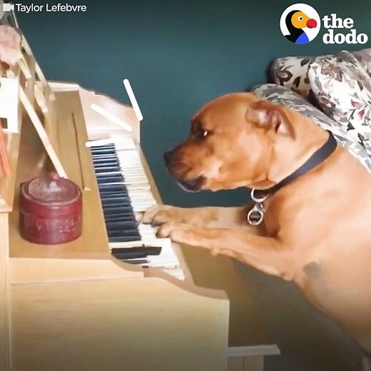 Dog Plays Piano For His Mom | The Dodo