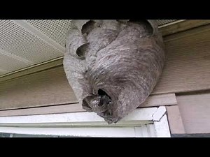 Gear we use to remove bald faced hornet nest