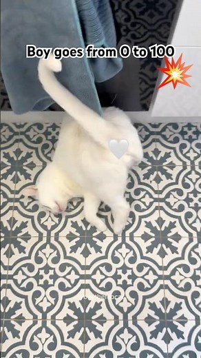 Cat goes from 0 to 100 in seconds 😂 #funnycat #bonk #unexpected #pets