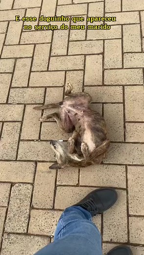 Fomos resgate um doguinho e apareceu uma surpresa! #resgateanimal #cachorro #gato #abandonoanimal #resgatedeanimais