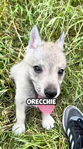 Sembra un LUPO, ma guarda cosa fa! 😲🐺