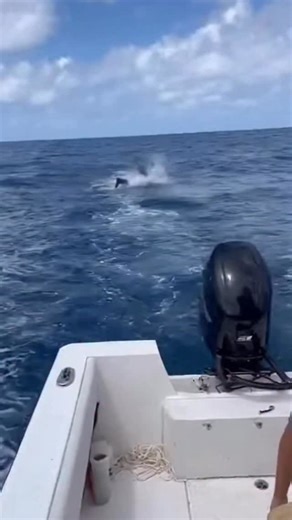 Dolphin vs Shark | AI Dog Scientist