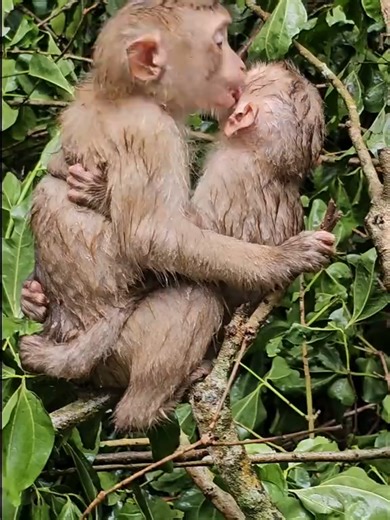 You will cry see mother broken leg with baby crying #funnypuppy #lovelyanimals #babymonkey #babymonkey #animals #funnymonkey #prankanimals #pooranimals