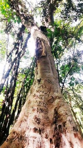 Respect our nature #nature #respectnature #naturelovers # nototreevandalism