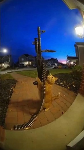 Cat with machine GUN 🔫🔫🔫