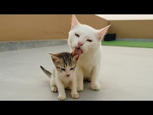 Mother Cat’s Unpredictable Behaviour Confuses Her Kittens 😿