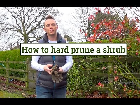 How to Hard Prune shrubs & plants