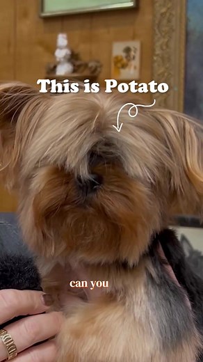 Simplified Yorkie Grooming Tips for Effortless Results