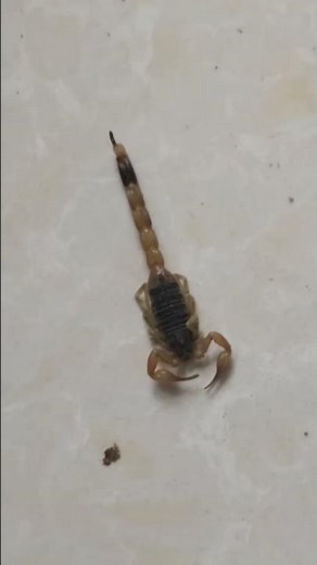 What's wrong with this scorpion? Is it poisoned? It won't attack.#scorpion
