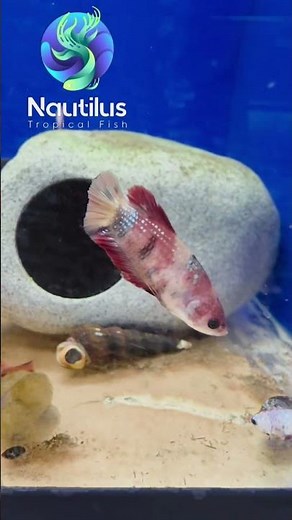 Female bettas! #aquarium #fishkeepinghobby #fish #bettafish #bettafish #fishtank #aquariumfish