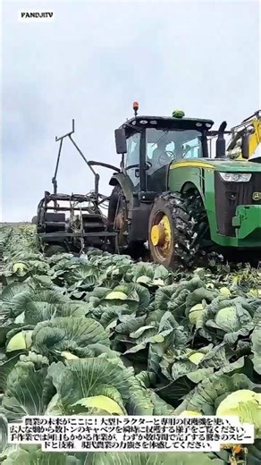 ​数日分の作業をわずか数時間で！驚異の自動キャベツ収穫プロセス #tractor #cabbage #farm #technology #automobile #shortsfeed