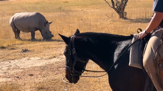 Watch what happens when a horse rider gets too close to a rhino