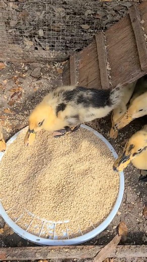 Our Ancona ducklings are almost a month old ❤️
