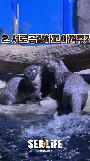 [부산아쿠아리움] 새학기 인싸 되는 비법? 수달에게 배워보세요 #shrots