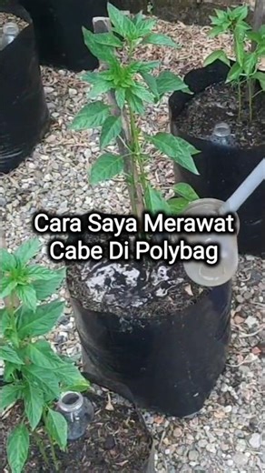 How to Care for Chili Plants #penagarden #chili #mychiliplants