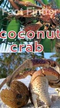 नारियल केकड़ा" इसलिए पड़ा है क्योंकि ये नारियल खाते हैं। ||Fact Finder ||