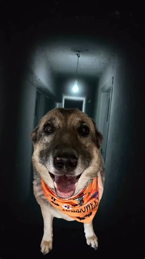 “There is no sleeping in on Halloween, we are going for our walk”… -Athena #kitfox #getthefoxoutthere #kfo #kitfoxoutfitters #outside #optoutside #walk #halloween | Kit Fox Outfitters | Facebook