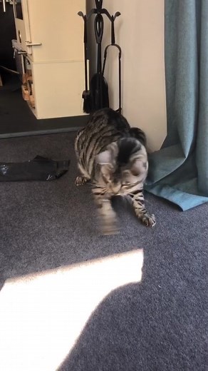 Milo dancing! #bengal #cutecat #foryoupage